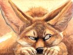  2014 ambiguous_gender black_nose canine claws fennec feral fox fur kenket mammal solo traditional_media_(artwork) whiskers 