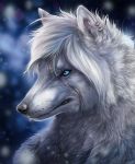  2018 black_nose blue_eyes blurred_background canine digital_media_(artwork) feral hair isvoc mammal scar solo whiskers white_hair 