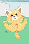  aggressive_retsuko anthro anus balls erection glitchedweasel male mammal penis red_panda resasuke solo 