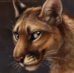  2014 ambiguous_gender cougar feline feral fur kenket mammal solo traditional_media_(artwork) whiskers 