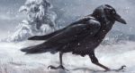  2010 ambiguous_gender avian bird black_feathers corvid feathers feral kenket looking_at_viewer smile smirk snow solo traditional_media_(artwork) tree 