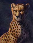  2018 :[ black_nose cheetah feline feral fur hibbary mammal orange_eyes simple_background solo spots spotted_fur whiskers 