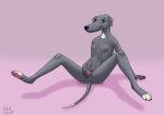  animal_genitalia animal_pussy anthro anus breasts canine canine_pussy digitigrade dog female greyhound kinaj mammal mica_(kinaj) multi_nipple nipples pawpads paws pinup pose presenting pussy solo spreaded_legs spreading 