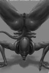  3d_(artwork) alien alien_(franchise) alien_girl anus ass_up belly big_breasts big_butt black_skin black_tail black_tubes breasts butt claws dangerous digital_media_(artwork) enjoying eye_contact eyeless female handstand humanoid inner_mouth lips looking_at_viewer muscular nihilophant not_furry nude presenting pussy shadow shiky_skin shiny simple_background smile solo spread_butt spreading text tongue tongue_out tubes wide_hips xenomorph 