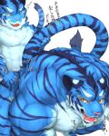  2018 anthro biceps blue_fur captainjohkid digital_media_(artwork) feline fur hi_res male male/male mammal muscular muscular_male red_eyes stripes tiger 