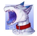  2018 ambiguous_gender anthro black_pawpads blue_eyes blue_fur blue_mouth blue_tongue chest_tuft collar cute_fangs dragon drooling ear_tuft fangs fur furred_dragon gaping_mouth grey_fur looking_at_viewer male muscular muscular_male nevolsky open_mouth pawpads pecs saliva senky solo teeth throat tongue tuft uvula white_fur 