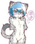  2016 2017 acky05_(artist) anthro blue_eyes blue_hair blush breasts featureless_breasts featureless_crotch felid female fur grey_fur hair hand_behind_back hand_on_breast japanese_text looking_at_viewer mammal navel nude open_mouth pantherine short_hair simple_background snow_leopard solo speech_bubble spots spotted_fur standing suzune_(acky05) text white_background white_fur 