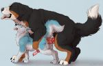  2018 all_fours anal anal_penetration animal_genitalia animal_penis arctic_wolf balls bernese_mountain_dog big_dom_small_sub black_fur black_nose blue_background blue_eyes blue_fur blue_pawpads brown_fur canine canine_penis claws digital_media_(artwork) dog doggystyle duo erection eyes_closed feral feral_on_feral from_behind_position fur grey_fur half-closed_eyes knot looking_pleasured male male/male male_penetrating mammal marjani markings multicolored_fur nude open_mouth pawpads penetration penis pink_tongue raised_tail sex side_view simple_background size_difference standing teeth toes tongue tongue_out white_fur wolf zepi 