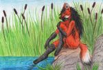  2015 4_fingers 4_toes anthro biped black_fur black_hair black_nose black_tail blue_eyes breasts canine cattail_(plant) convenient_censorship eyelashes female full-length_portrait fur gloves_(marking) grass hair hair_covering_breasts holding_leg humanoid_hands inner_ear_fluff lake long_hair mammal maned_wolf markings multicolored_fur multicolored_tail nature nude outside plant portrait q-nik raised_leg red_fur red_tail reflection rock side_view sitting sky smile snout socks_(marking) solo toes traditional_media_(artwork) water water_reflection white_fur white_tail 