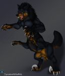  4_toes animal_genitalia balls black_fur canine claws fully_sheathed fur gold_fur jumping male mammal muscular nude on_hind_legs pawpads quadruped raised_tail raptor_claws shaded sheath short_fur simple_background snarling spiritwhitewolf taur theriolykos toe_claws toes watermark were werewolf yellow_eyes 