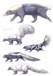  2017 5_toes absurd_res ambiguous_gender arizona_skunk beady_eyes black_countershading black_eyes black_fur black_tail brown_fur brown_nose brown_pawpads claws countershade_torso countershading feral fluffy fluffy_tail full-length_portrait fur gredinia group hi_res hog-nosed_skunk hooded_skunk long_tail mammal markings mephitid molina&#039;s_hog-nosed_skunk multicolored_fur muzzle_(marking) muzzle_scabs pawpads portrait quadruped reverse_countershading shadow short_tail side_view signature simple_background size_difference skunk snout socks_(marking) spotted_skunk standing stink_badger striped_fur striped_skunk stripes sunda_stink_badger toe_claws toes traditional_media_(artwork) two_tone_tail walking western_spotted_skunk white_background white_fur white_markings white_nose white_stripes white_tail yellow_fur yellow_tail 