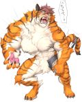  abs anthro biceps captainjohkid claws dewclaw feline fur japanese_text male mammal muscular muscular_male orange_fur pawpads paws pecs sharp_teeth simple_background solo teeth text tiger toe_claws transformation white_background 