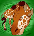  2013 amocin digital_media_(artwork) feral fur giraffe giraffid looking_at_viewer mammal ossicones simple_background solo standing 