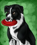  2014 amocin black_fur black_nose border_collie canine collie digital_media_(artwork) dog fangs feral frisbee fur mammal simple_background solo teeth white_fur 