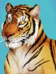 2016 ambiguous_gender amocin digital_media_(artwork) feline feral fur looking_at_viewer mammal portrait simple_background solo striped_fur stripes tiger 
