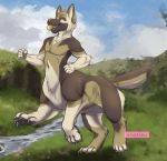  2018 canine dog german_shephard mammal nakoo taur 