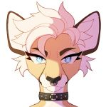  2018 black_nose blue_eyes brown_fur collar facial_piercing feline female fluffy fluffy_cheeks fur fy&#039;rah hair ino_(kin) kin~ looking_at_viewer mammal maplespyder multicolored_fur nose_piercing piercing septum_piercing spiky_hair two_tone_fur white_hair 