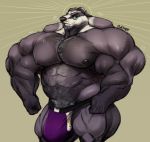  anthro badger big_bulge body_hair bulge chest_hair clothing hyper hyper_muscles looking_at_viewer male mammal muscular muscular_male mustelid oldshep pecs pubes solo standing sweat underwear 