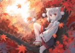  animal_ears autumn_leaves commentary_request falling_leaves full_body geta hat in_tree inubashiri_momiji kibisake leaf long_sleeves maple_leaf outdoors red_eyes ribbon-trimmed_sleeves ribbon_trim shirt short_hair sitting sitting_in_tree skirt smile solo tabi tail tengu-geta tokin_hat touhou tree white_hair wide_sleeves wolf_ears wolf_tail 