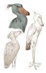  2017 4_toes ambiguous_gender avian beak biped bird bird_feet black_beak black_eyes black_feathers black_spots blush brown_and_white bust_portrait character_study chest_tuft digital_drawing_(artwork) digital_media_(artwork) drkav feather_tuft feathered_wings feathers feral folded_wings front_view frown full-length_portrait green_sclera grey_feathers half-length_portrait head_tuft looking_aside looking_away looking_back monochrome multicolored_feathers multiple_poses orange_beak portrait pose rear_view shoebill side_view simple_background smile solo spots spotted_beak standing tail_feathers toes tuft two_tone_beak two_tone_feathers white_background winged_arms wings zygodactyl 