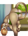  2018 bending_down big_breasts bikini breasts brown_fur brown_hair clothing felid female fur green_eyes hair huge_breasts inktiger lion long_hair looking_at_viewer mammal pantherine pawpads paws swimsuit 