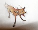 2018 canine caught feral fox male mammal skia solo 