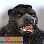  3d_(artwork) anthro bear black_nose blue_eyes brown_fur digital_media_(artwork) eyebrows fur male mammal one_eye_closed patreon pink_tongue robbyj88 simple_background small_ears solo teeth tongue tongue_out wink 