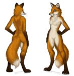  2018 4_toes 5_fingers anthro black_nose blue_eyes breasts brian_edwards canine chest_tuft claws digitigrade dipstick_tail featureless_breasts featureless_crotch female finger_claws fingers fox fur gloves_(marking) hand_on_hip mammal markings model_sheet multicolored_fur multicolored_tail nude pose raina_(brian_edwards) realistic rear_view simple_background socks_(marking) solo standing toe_claws toes tuft two_tone_fur two_tone_tail white_background white_belly white_breasts white_fur 