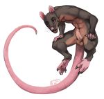  anthro balls brown_fur buckteeth feet fur humanoid_penis i-psilone long_tail male mammal nude penis pink_nose rat rat_tail red_eyes rodent shephard simple_background smile solo teeth whiskers white_background 