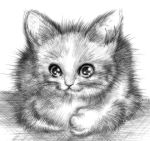  2000 ambiguous_gender cat feline feral macop mammal monochrome simple_background white_background 