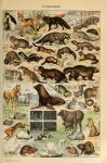 absurd_res adolphe_millot ambiguous_gender american_opossum anatid ancient_art anseriform anserinae australian_possum avian beak beaver biological_illustration bird bovid brown_body brown_fur canid canine canis caprine chinchilla chinchillid civet colobus countershade_fur countershade_torso countershading cricetid dipstick_tail equid equine eulipotyphlan feathered_wings feathers felid feline felis feral fish fox french_text fur genet goat ground_squirrel groundhog group gulonine hamster haplorhine hare hi_res hooves horn horse lagomorph leporid lynx mammal marine markings marmot marsupial marten mephitid mole_(animal) monkey mustelid musteline nutria_(rodent) old_world_monkey otter pinniped primate procyonid public_domain quadruped rabbit raccoon rodent sciurid sheep skunk stoat swan tail tail_markings technical_illustration text tree_squirrel true_musteline viverrid weasel whiskers white_body white_feathers white_fur wildcat wings wolf wolverine young young_feral zoological_illustration