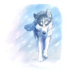 all_fours ayaka canid canine canis countershading domestic_dog feral fur grey_body grey_fur hi_res husky looking_aside mammal nordic_sled_dog paws quadruped simple_background snow solo spitz tail walking white_body white_fur