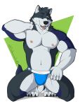 absurd_res anthro biceps blue_body blue_clothing blue_fur blue_jockstrap blue_underwear bulge canid canine canis clothed clothing colby_(husky) domestic_dog fur grey_body hair hi_res husky jockstrap jockstrap_only kneeling looking_at_viewer male mammal muscular muscular_anthro muscular_male nipples nordic_sled_dog one_eye_closed open_mouth pecs sabercundo simple_background solo spitz tail tongue tongue_out topless underwear underwear_only white_body wink