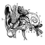  1girl antennae closed_eyes closed_mouth commentary cross-section ear_focus english_commentary greyscale hat highres mini_person minigirl mollymishy monochrome original simple_background snail_girl snail_shell white_background 