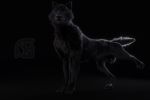  3d_(artwork) animal_genitalia anthro balls black_fur black_nose canine cosmiclife dark_theme digital_media_(artwork) feral fur hi_res looking_at_viewer male mammal penis pinup pose presenting realistic romeo semi-anthro sheath solo spread_legs spreading wolf 