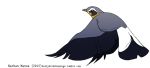  2015 ambiguous_gender avian beady_eyes beak biped bird black_eyes black_feathers black_markings black_tail black_wings countershade_face countershading digital_drawing_(artwork) digital_media_(artwork) eye_markings facial_markings feathered_wings feathers feral flying full-length_portrait grey_beak grey_feathers grey_wings jamminbison looking_up markings multicolored_feathers northern_wheatear old_world_flycatcher portrait side_view simple_background solo suspended_in_midair tail_feathers toony two_tone_tail two_tone_wings url white_background white_feathers white_markings white_tail winged_arms wings yellow_countershading yellow_feathers yellow_markings 