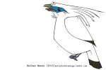  2015 ambiguous_gender avian bali_myna beady_eyes beak biped bird black_eyes black_feathers black_tail black_wings blue_feathers blue_markings crest curious digital_drawing_(artwork) digital_media_(artwork) eye_markings facial_markings feather_tuft feathered_crest feathered_wings feathers featureless_feet feral folded_wings full-length_portrait jamminbison looking_up markings multicolored_feathers myna_(bird) neck_tuft open_beak open_mouth portrait side_view simple_background solo standing starling_(bird) suspended_in_midair tail_feathers toony tuft two_tone_tail two_tone_wings url white_background white_feathers white_tail white_wings winged_arms wings yellow_beak 