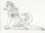  2010 ambiguous_gender anthro canine dog husky janaita looking_at_viewer mammal monochrome nude pose raised_tail simple_background solo watermark white_background 