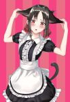  animal_ears kaguya-sama_wa_kokurasetai_~tensai-tachi_no_renai_zunousen~ kokose maid shinomiya_kaguya tail 