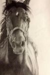 ambiguous_gender equid equine horse mammal realistic solo traditional_media_(artwork) 
