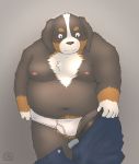  2019 anthro belly blush briefs bulge canid canine canis clothing domestic_dog humanoid_hands male mammal moobs navel nipples overweight overweight_male shinoda_hamazaki simple_background solo tighty_whities underwear undressing 