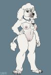  anthro breasts canid canine canis dbd domestic_dog female jewelry looking_at_viewer mammal mostly_nude necklace nipples poodle pussy solo standing 