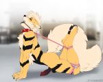  accelo animal_genitalia animal_penis anthro arcanine balls bdsm bondage bound canine_penis collar erection gag knot male nintendo nude penis pok&eacute;mon pok&eacute;mon_(species) precum ring_gag rope solo spiked_collar spikes video_games 