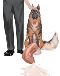  2019 anihsul balls biff_(german_shepherd) big_balls big_penis big_tongue canid canine canis clothing cum cum_on_ground domestic_dog drooling duo erection faceless_male fur german_shepherd hand_on_head hi_res huge_balls human hyper hyper_penis knot male mammal penis saliva smile tongue tongue_out 