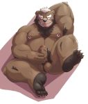  2019 anthro armpit_hair balls belly blush brown_fur cute_fangs erection fur hi_res humanoid_hands humanoid_penis jumperbear male mammal masturbation moobs penile_masturbation penis piercing sitting slightly_chubby solo tongue tongue_out ursid 
