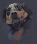  2018 ambiguous_gender black_nose bust_portrait canid canine canis collar dog_tags domestic_dog feral looking_at_viewer mammal portrait realistic simple_background solo stealthnachos 