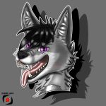  canid canine canis fur headshot hi_res male mammal ryuigi smile tongue wolf 