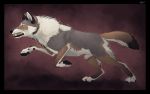  animal_genitalia canine feral fully_sheathed hybernation hybrid male mammal sheath solo walking wolf wolfdog 