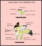  ambiguous_gender anatomy canid canine fennec fox fur hi_res humor invalid_tag mammal skunket solo threeinone 