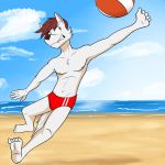  1:1 anthro ball beach bulge canid canine canis clothing fuze hi_res male mammal marcus_(fuze) navel nipples pecs seaside solo speedo sport swimwear volleyball volleyball_(ball) wolf 